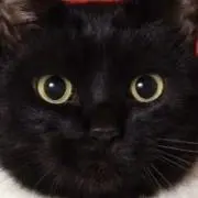 めい