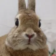 Noel