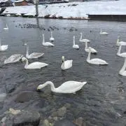 こうの画像
