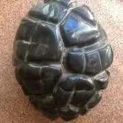たーち