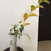 うにころ