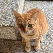 えんがわに座る猫の画像
