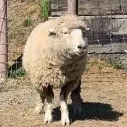 ドリーの画像