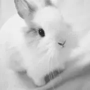 しろうさぎ