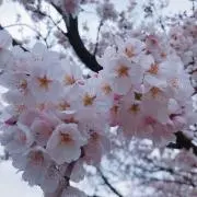 Dsの画像