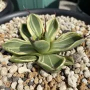 bottom_plantsの画像