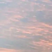 Plumの画像