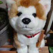 あずみんの画像
