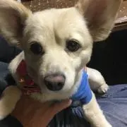 ここのつ