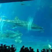 ヨシキの画像
