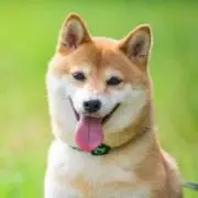 mayahの画像