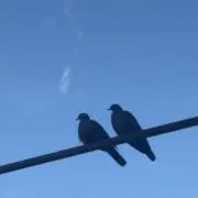 さしみ