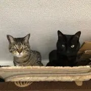 ケイトイ