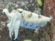 蟹の画像