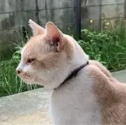 あきの