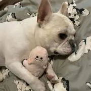 BABY PINK LULUの画像