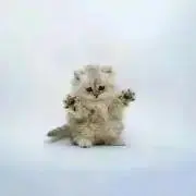 すずの画像