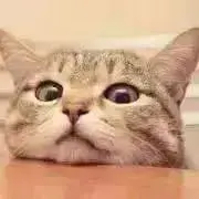 lily匿名発送の画像