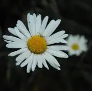 MinhAn