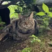 さんかんしおん