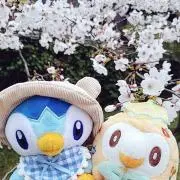 さめまる　購入前コメントお願いします！の画像
