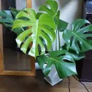 キナコ