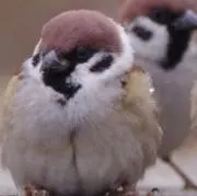 ちびこずの画像