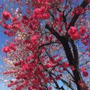 Gardenの画像