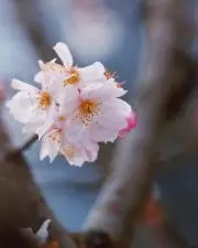もっちんの画像