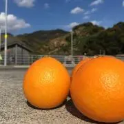 めがねの画像