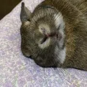 ヌーさん