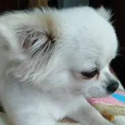 大むぎの画像