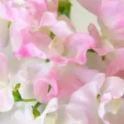 どはいん