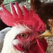 鶏冠さん