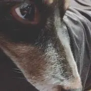 kimie