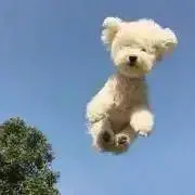 きな
