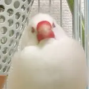 rico