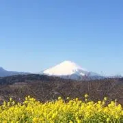 nikoの画像