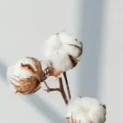 綿の画像