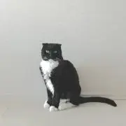 ぽこの画像