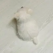 ジゼルの画像