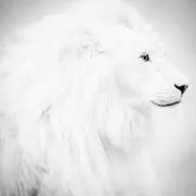 White_88