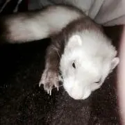 ひじき
