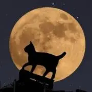 月夜の画像