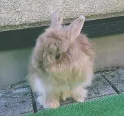 ケイ