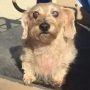 からあげくんの画像