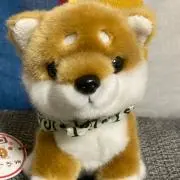 きよしまるの画像