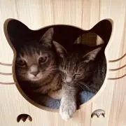 ゆきの画像