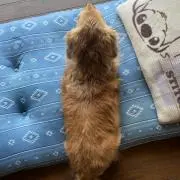 けんの画像