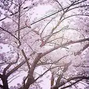 PoDの画像